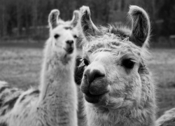 coldstream_llamas