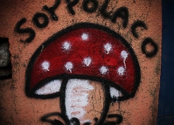 Soy Polaco Mushroom
